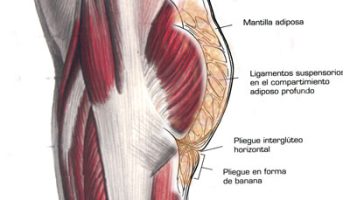 ¿Cómo saber si mis glúteos son grasa o músculo?