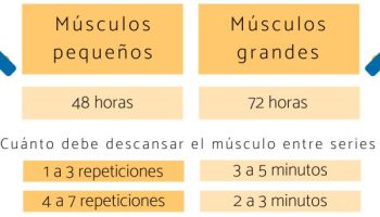 ¿Cuál es el músculo que se puede trabajar todos los días?