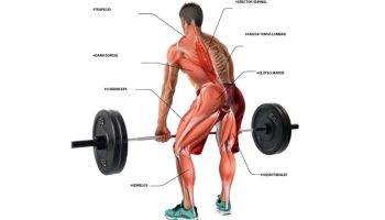 ¿Qué trabaja el peso muerto?