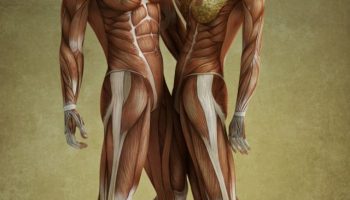 ¿Cuál es el músculo más fácil de marcar?