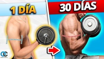¿Cuál es el músculo que más tarda en crecer?