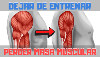 ¿Cuándo se pierde el músculo?