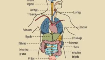 ¿Qué órgano del cuerpo trabaja más?