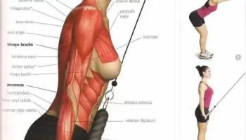 ¿Qué parte del cuerpo se puede trabajar todos los días?