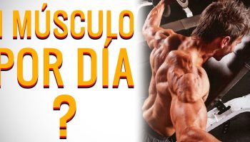 ¿Qué pasa si entreno un músculo por día?